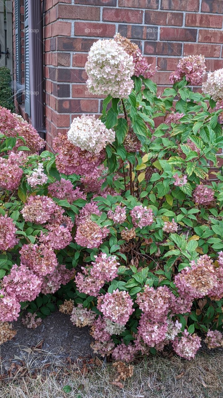 hydrangeas