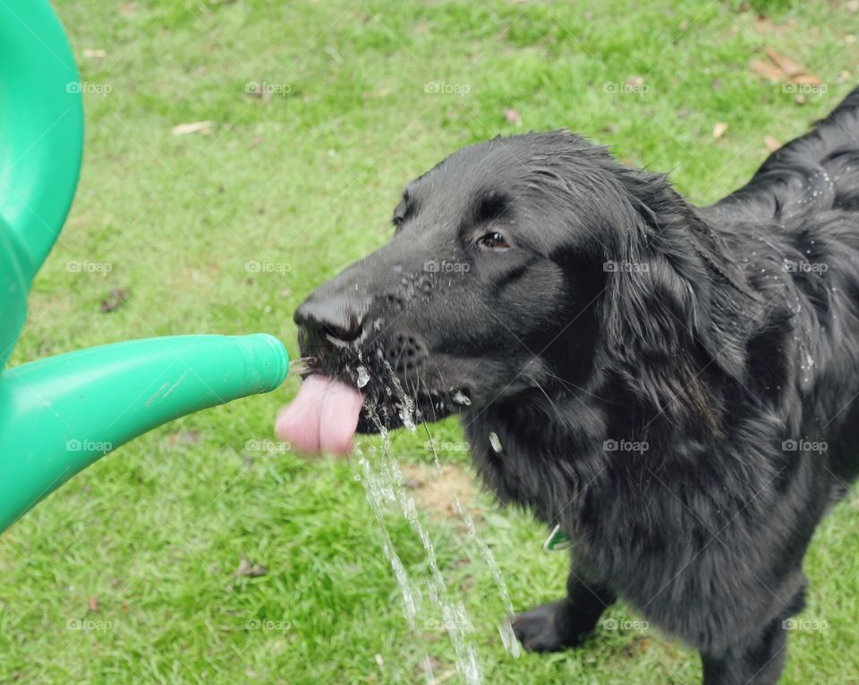 Thirsty dog