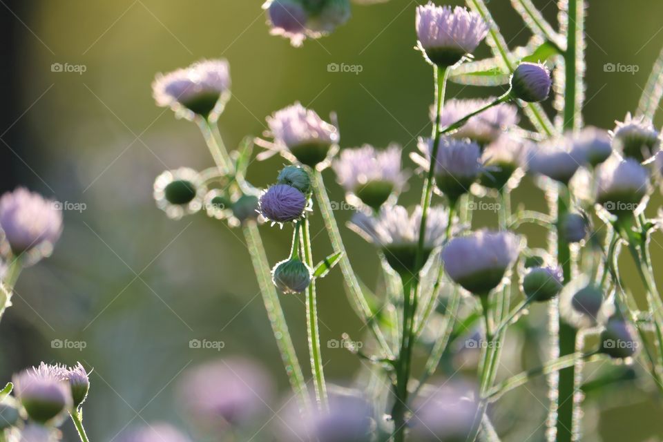 Wildflowers at sunrise