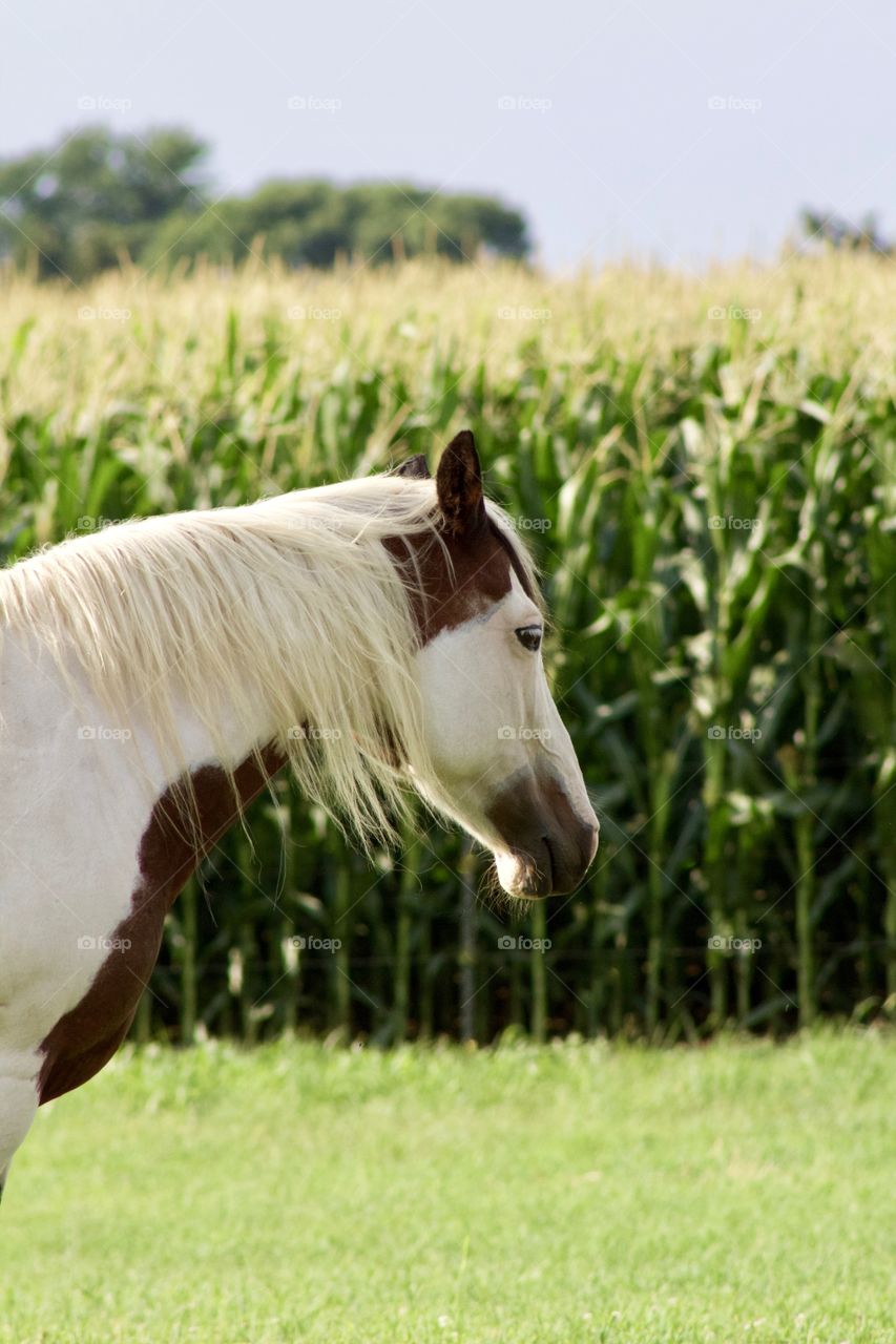 Side view of a beautiful Paint horse in a sunny pasture in mid-summer, a blurred cornfield in the background 