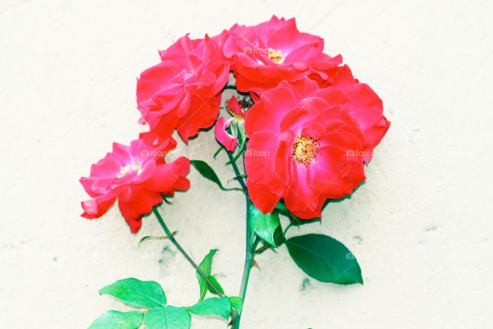 rose,plants