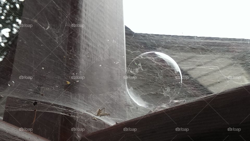 Spider Web and Bubble
