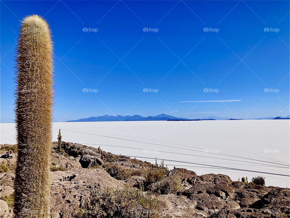 The “Uyuni Salt Flats” are a huge plateau in “Bolivia” covered with prehistoric salt deposits. Nothing will grow here. On the outskirts and on a former island in the center, the “Isla Incahuasi” shrubs and cactuses grow. 2022. Hypnotic Productions