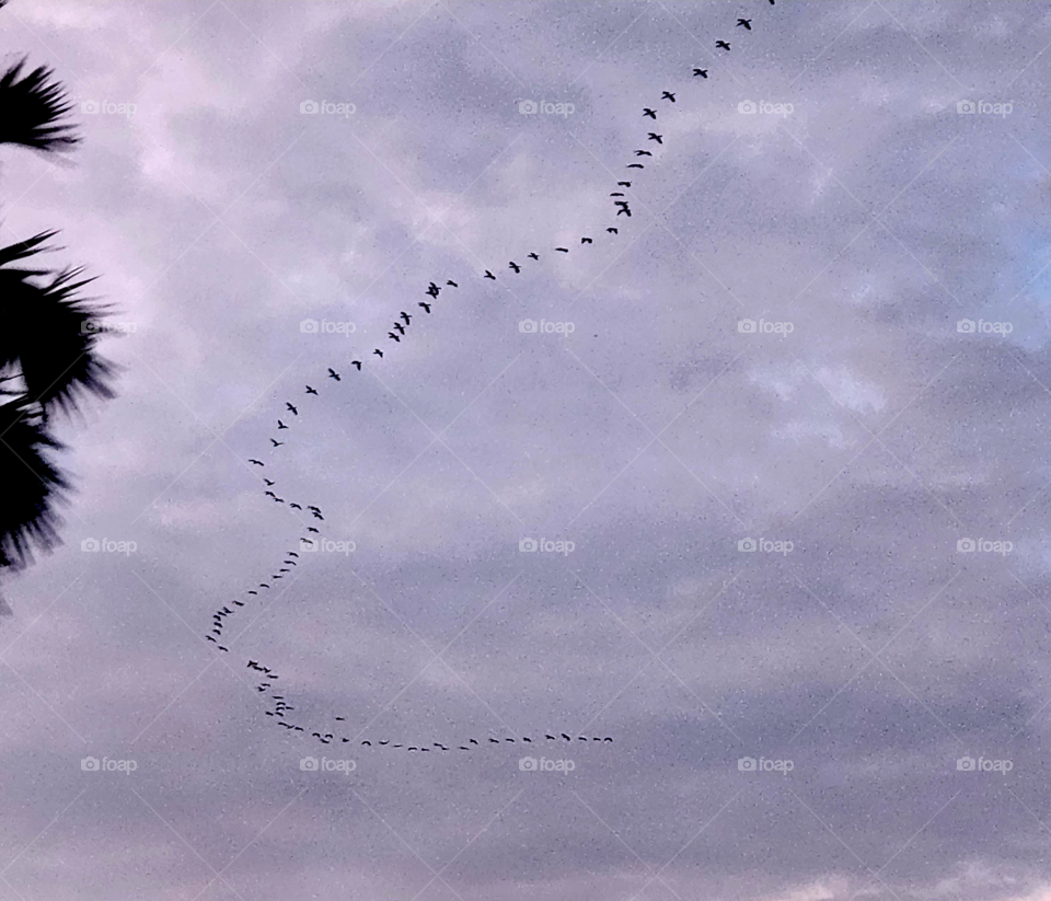 birds
