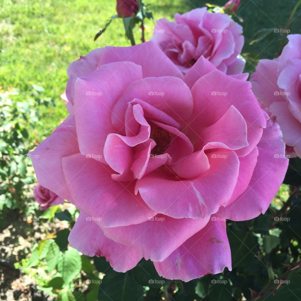 Think Pink. Shot in San Ramon, CA.