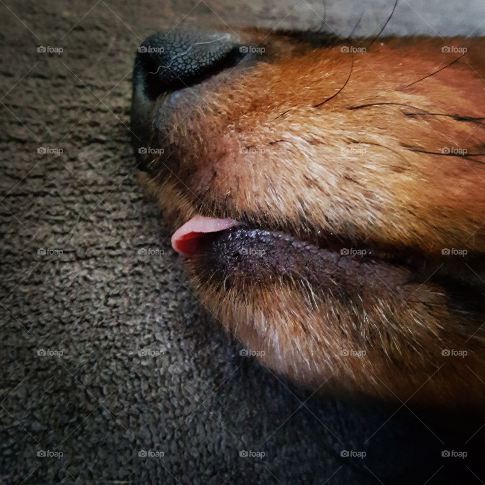 Fuzzy sleeping Dachshund muzzle