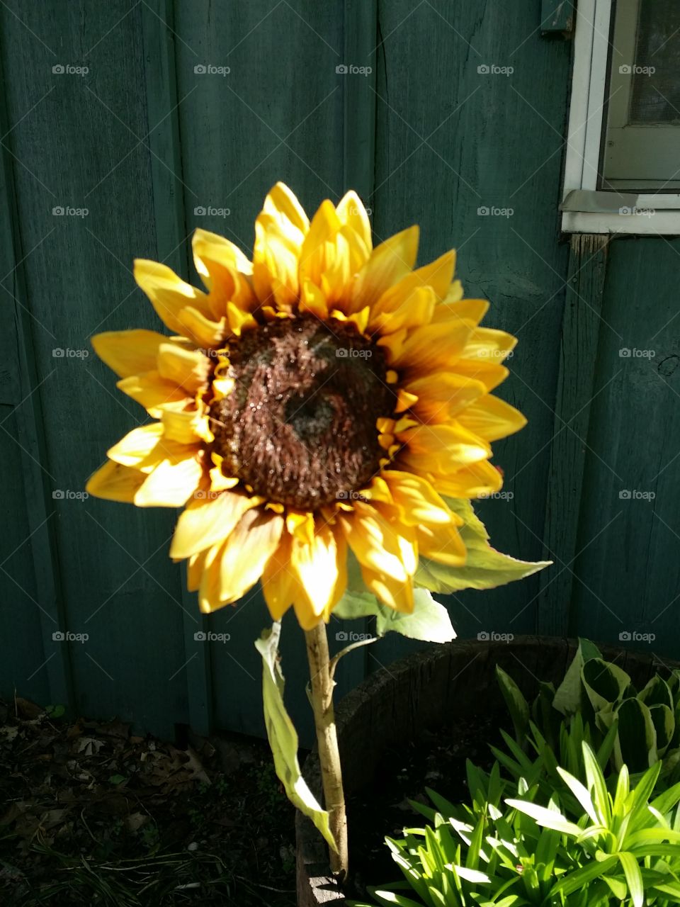 grandpa sunflower. he already have this growing