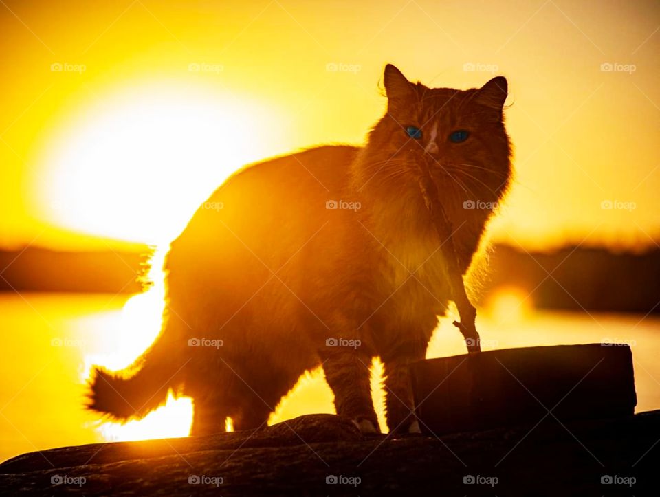 cat in sunset