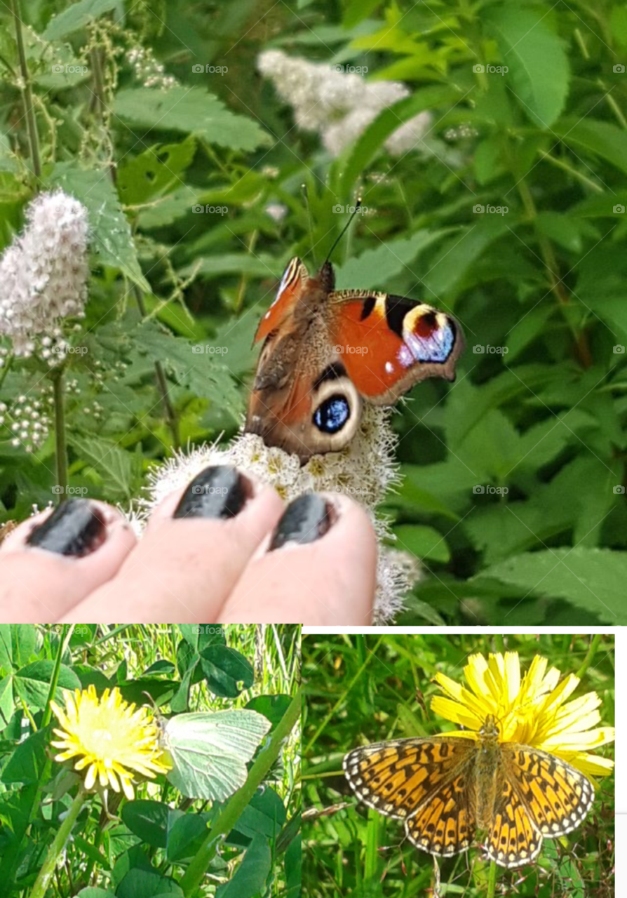 🦋🦋🦋🦋🦋🦋🦋🦋🦋🦋🦋🦋🦋🦋🦋🦋🦋🦋🦋🦋🦋🦋🦋🦋🦋🦋🦋🦋🦋🦋