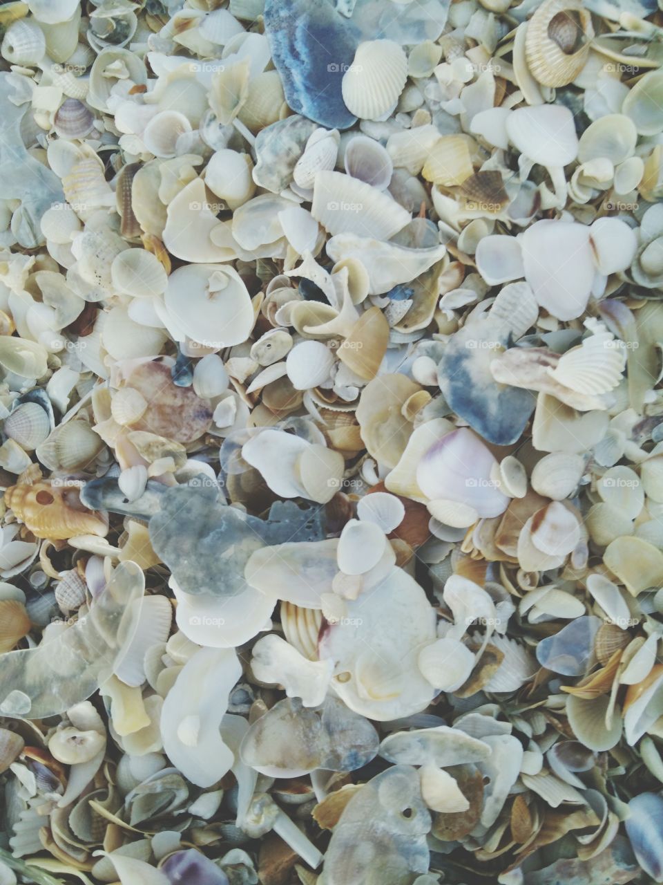 sea shell