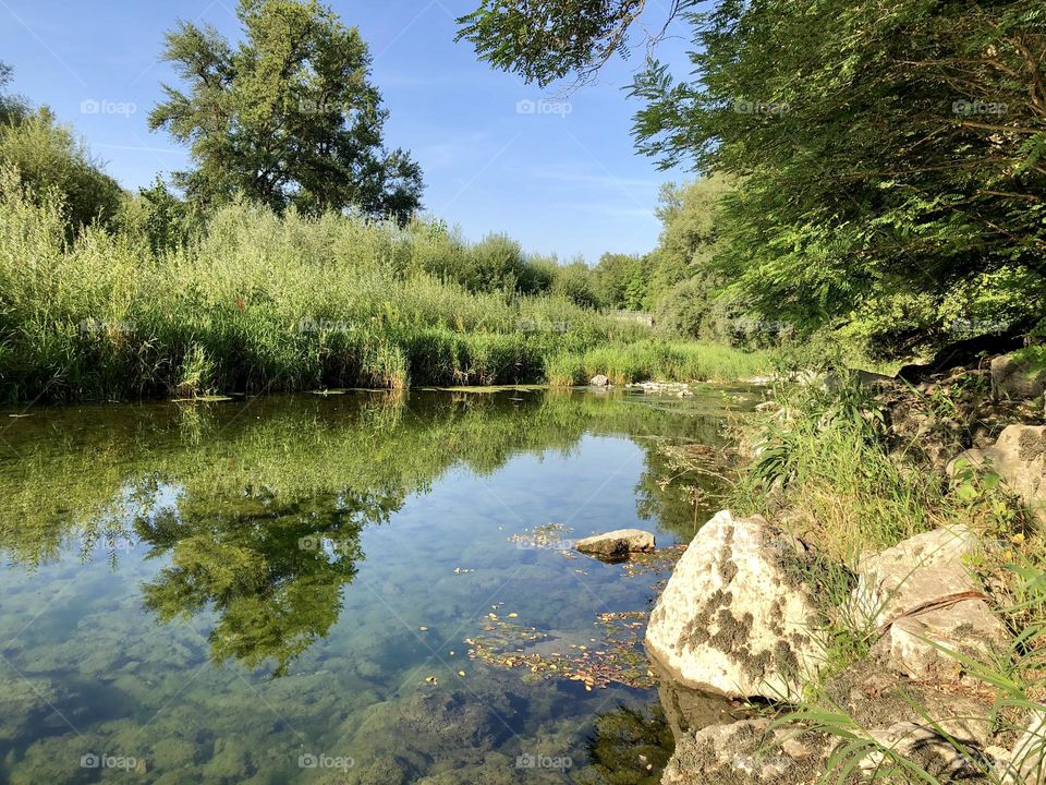 Meadow landscape in summer