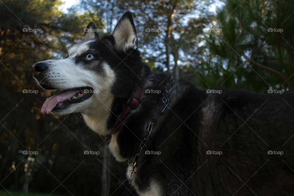 The best friend of humans, black and white photo of the dog. Hasky