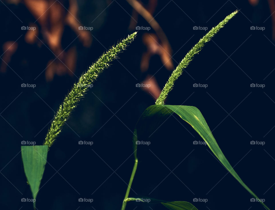 Foxtail millet  - bristle grass