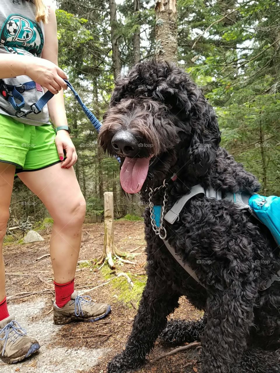 Dog On Top Of Scarface Mountain