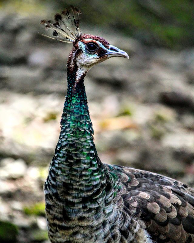 peahen