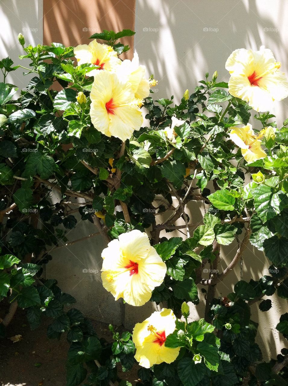 Yellow Flowers