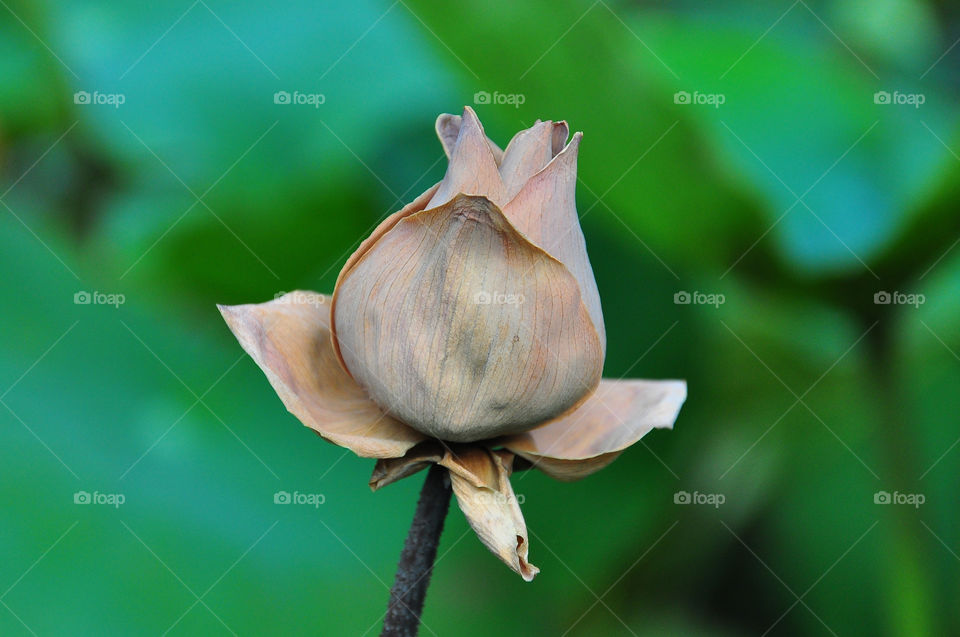 Lotus (Nelumbo Nucifera)