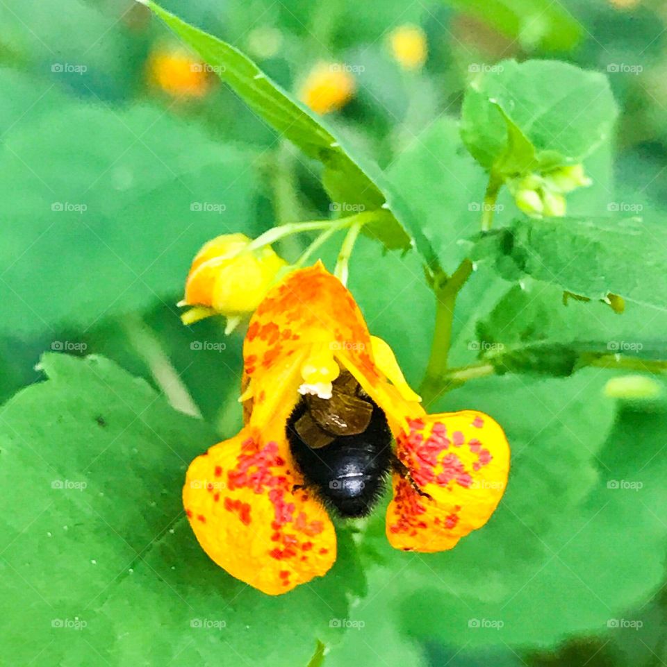 “Jewelweed Bee Butt” A busy bee dives head first into a spotted touch-me-not (jewelweed) plant in Upstate New York.