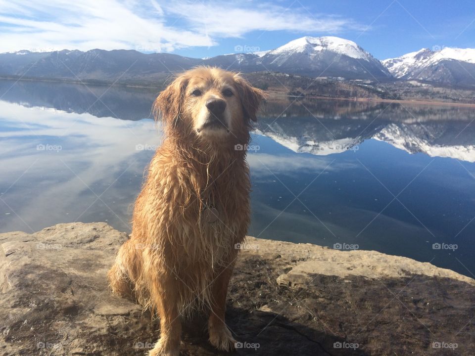 Dog at a mountain lake