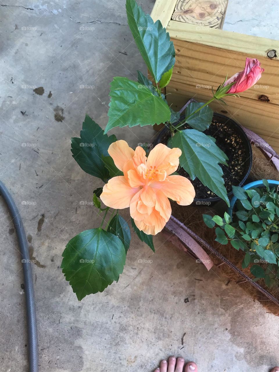 Woke up and found  this beauty bloomed. 