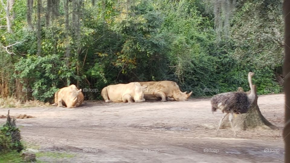 A family of White Rhinos rest of in the distance at Animal Kingdom at the Walt Disney World Resort in Orlando, Florida.