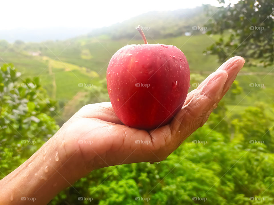 Apple In Hand