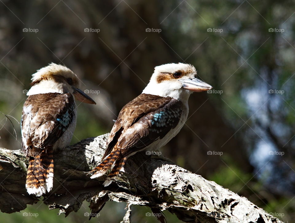 Laughing Kookaburras