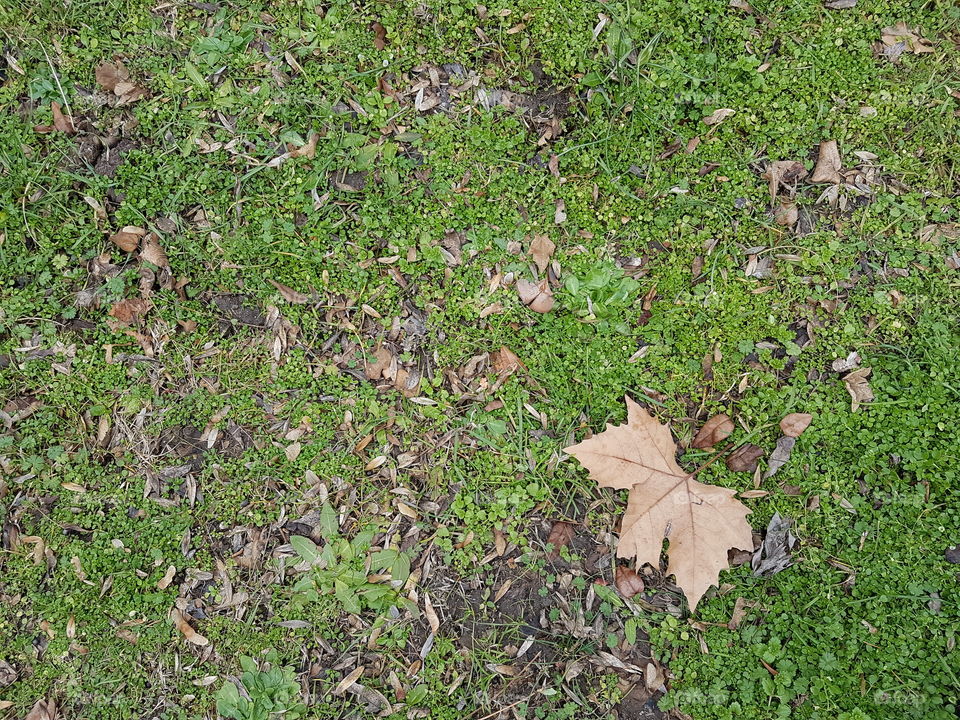 Wallpaper of grass and leaf