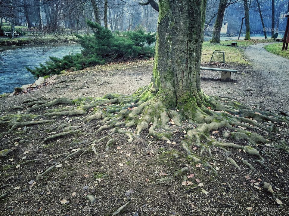 Tree root
