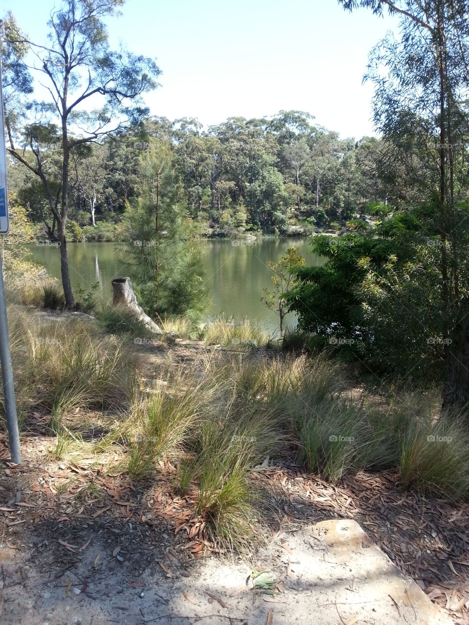 Nature, Landscape, Tree, Wood, No Person