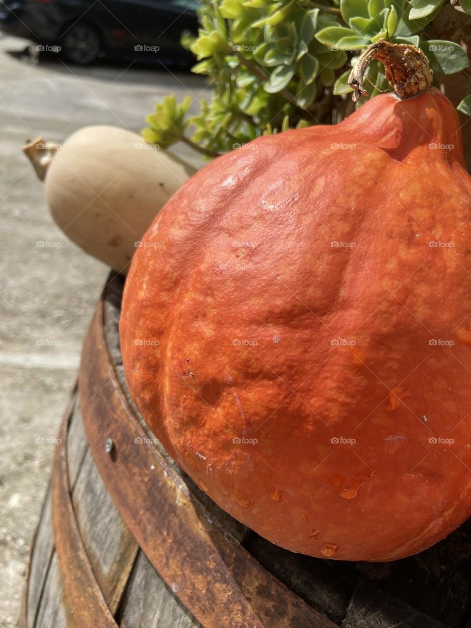 October pumpkin and wine barrel.