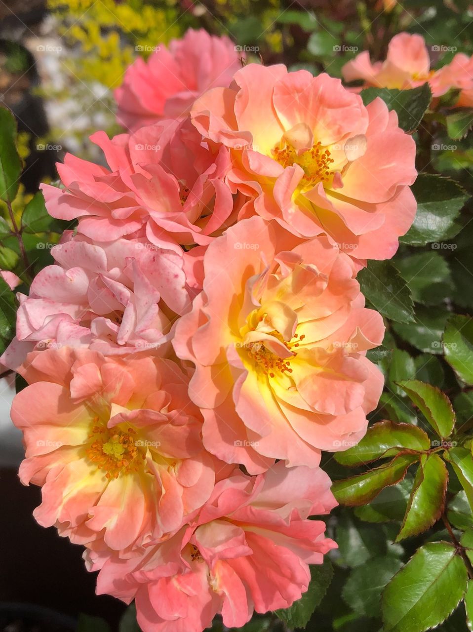 Peach and yellow roses 