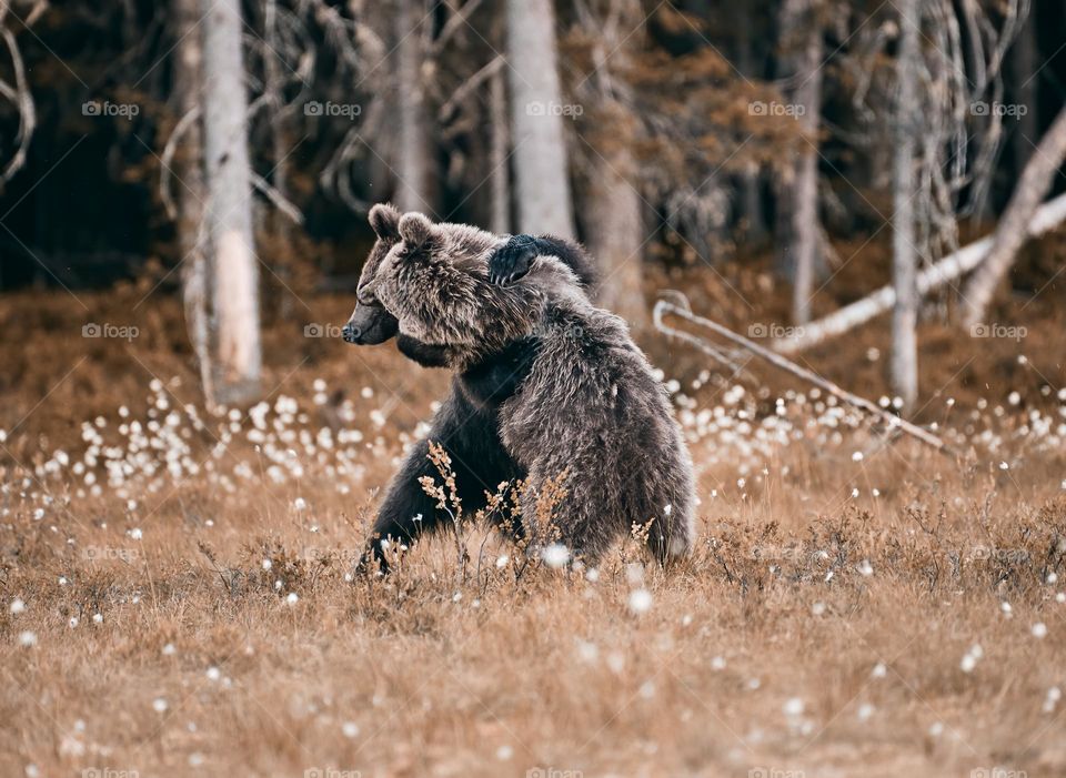 Young brown bear kissing and hugging another bear at the edge of a forest in Eastern Finland on summer evening.