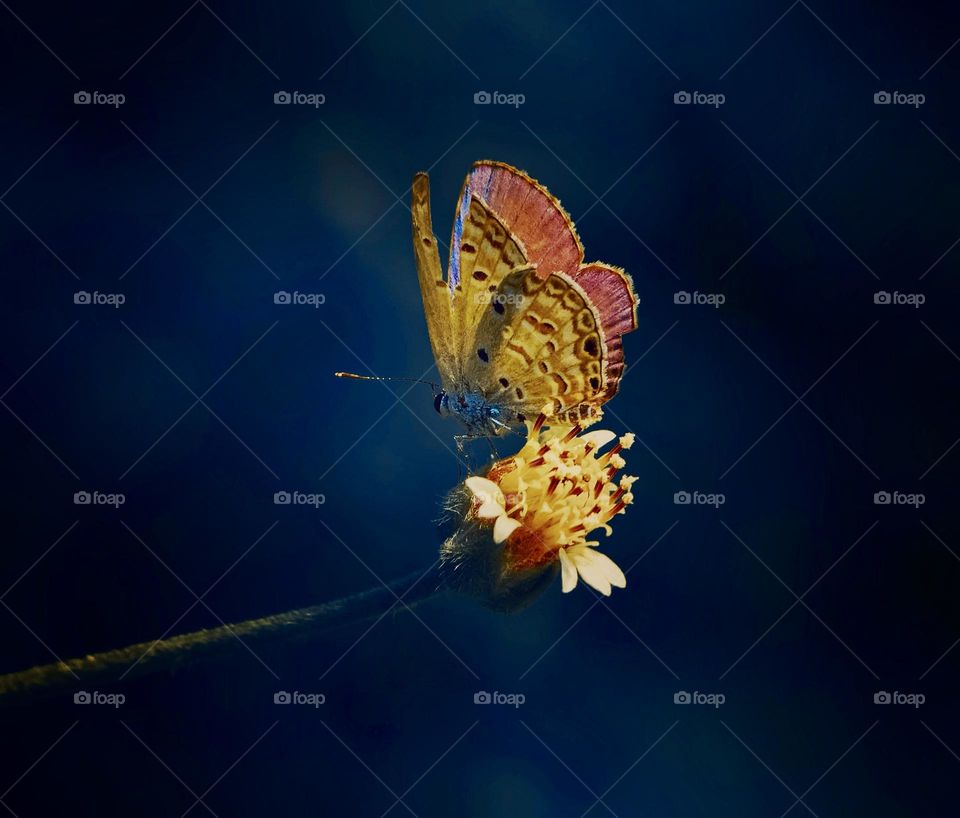 Butterfly - Coat Button Flower - Natural 