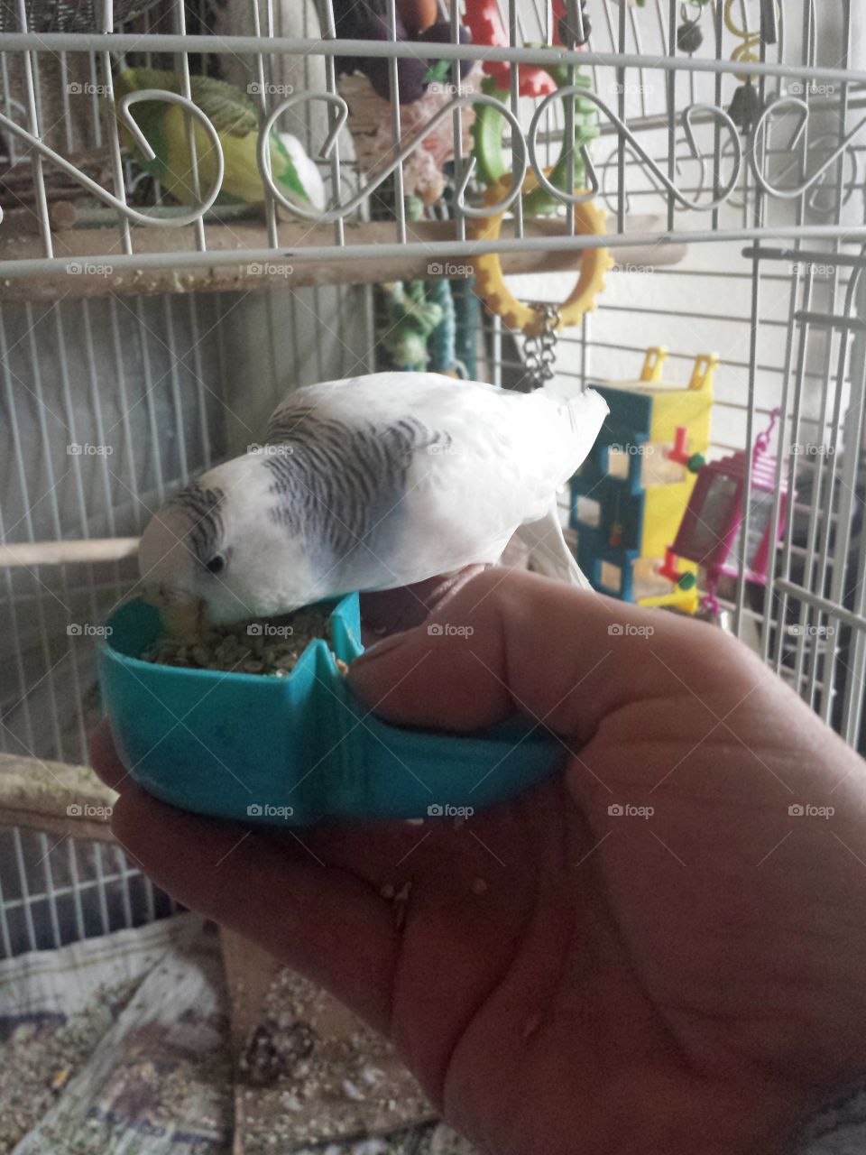 Sally the Budgerigar