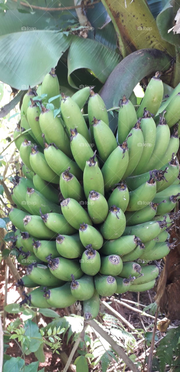 bananas