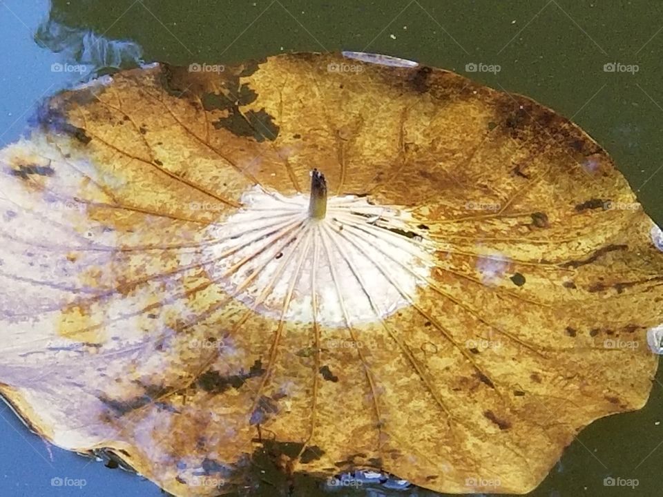 Upside down dead lily pad