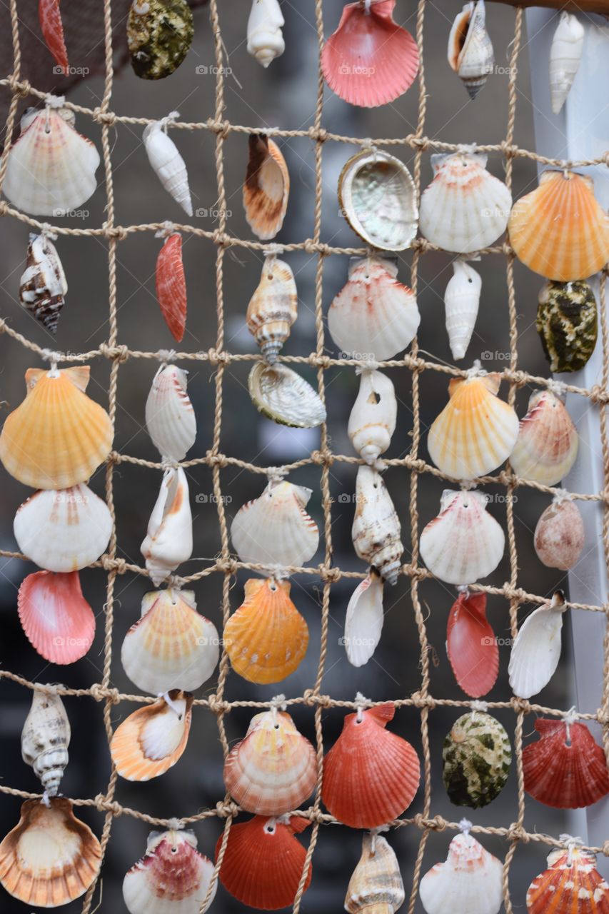 seashells collection 