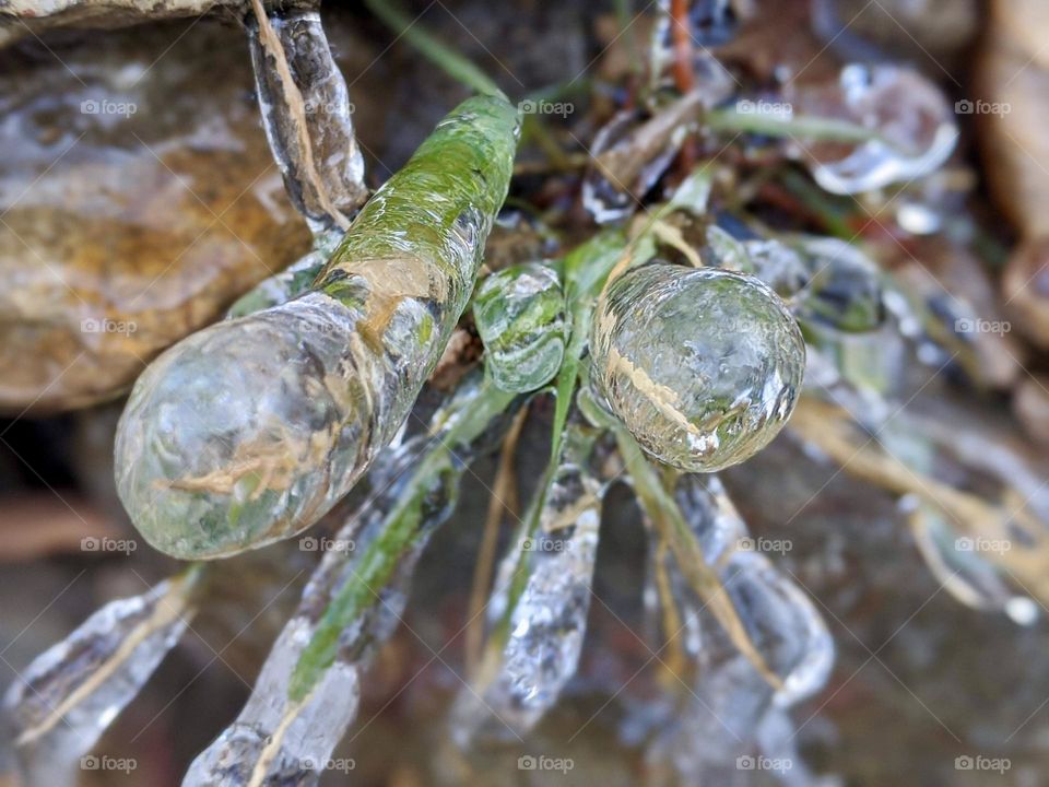 Frozen buds 