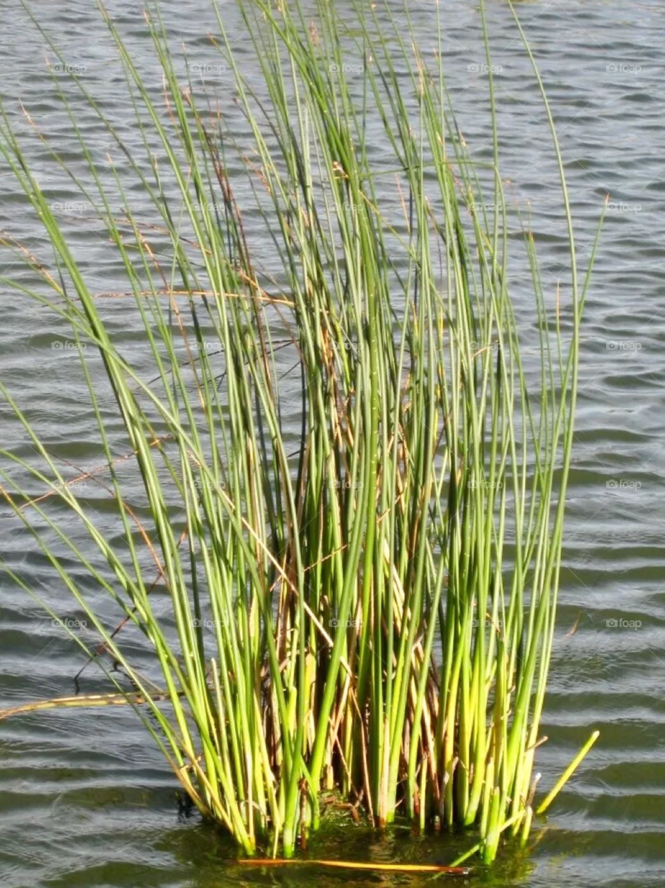 Water bush
