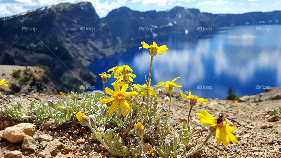 Yellow flower plant near the lake