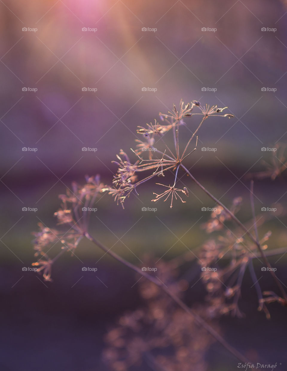 turning to the light