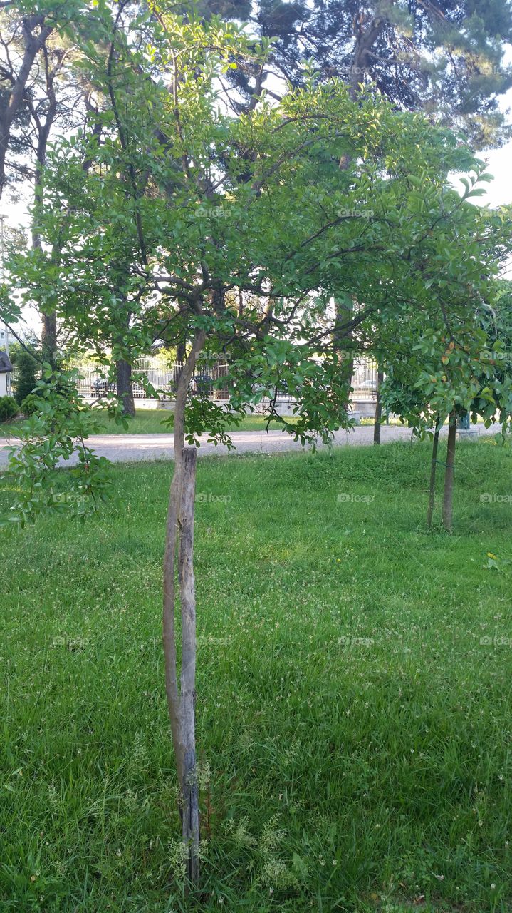 Tree, Landscape, Environment, Leaf, Wood