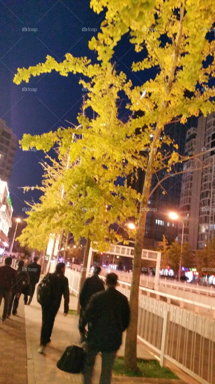 Yellow tree with lights