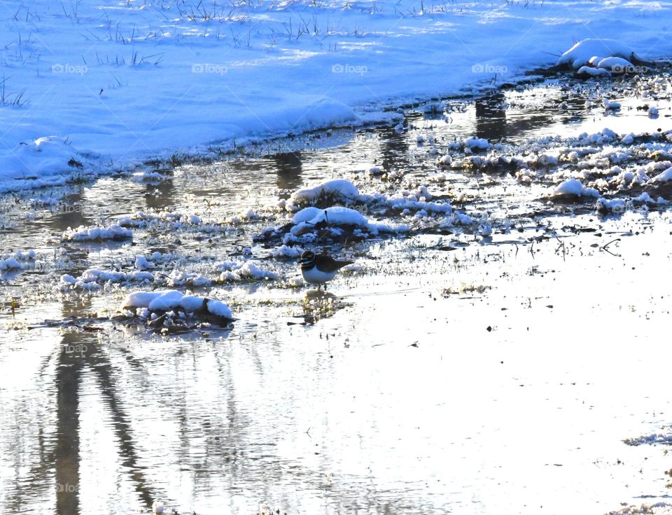 A small bird stands in an icy creek.