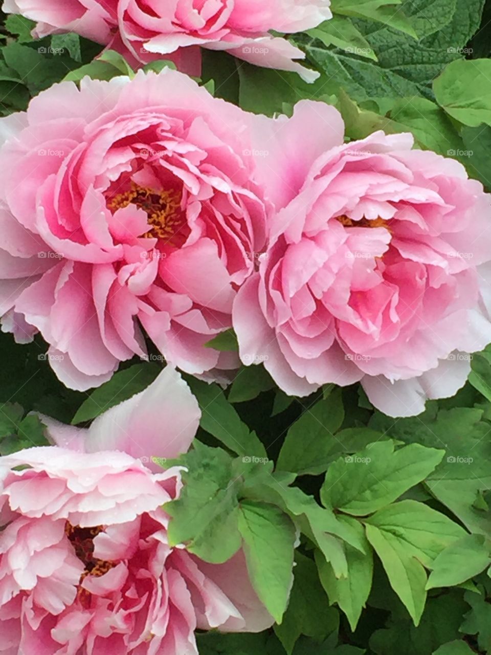 Spring Peonies