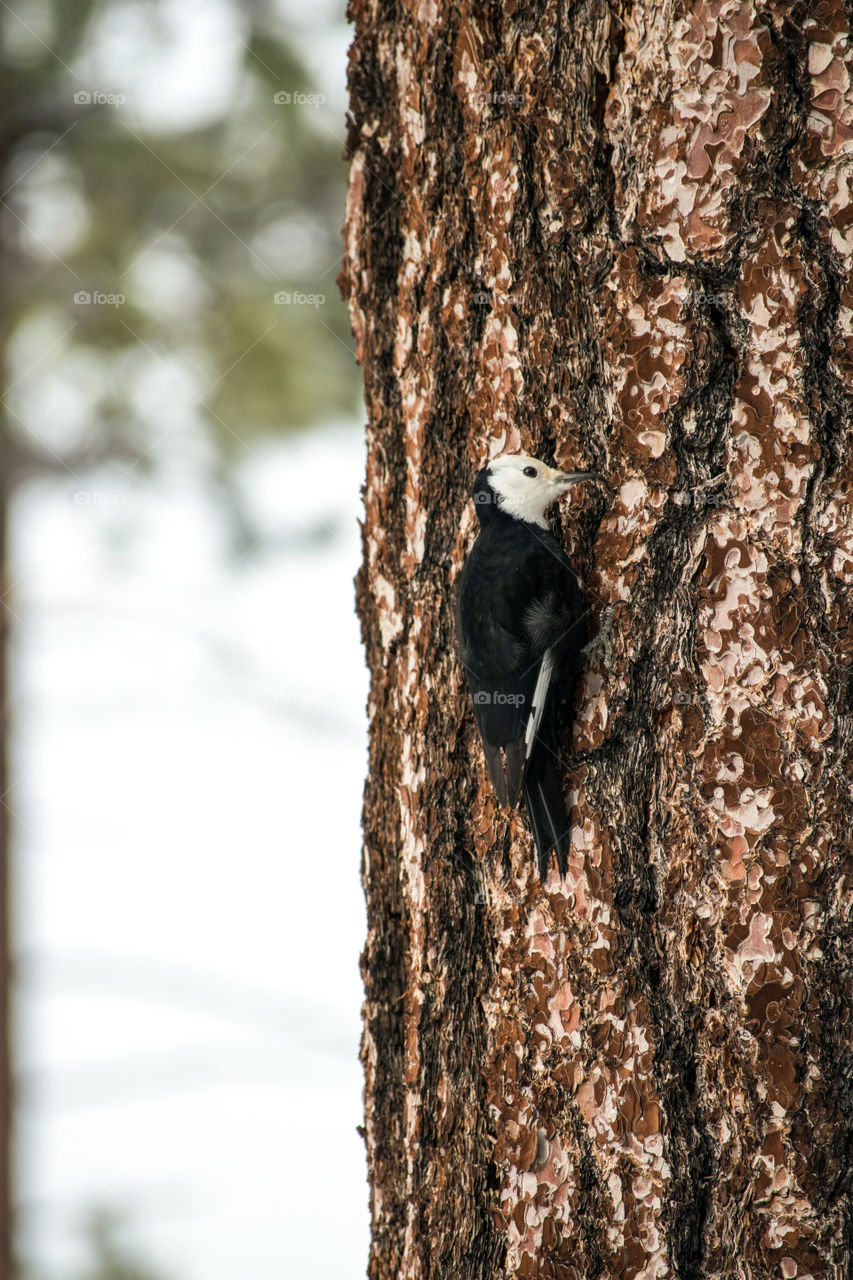 Woodpecker on a tree in the snow