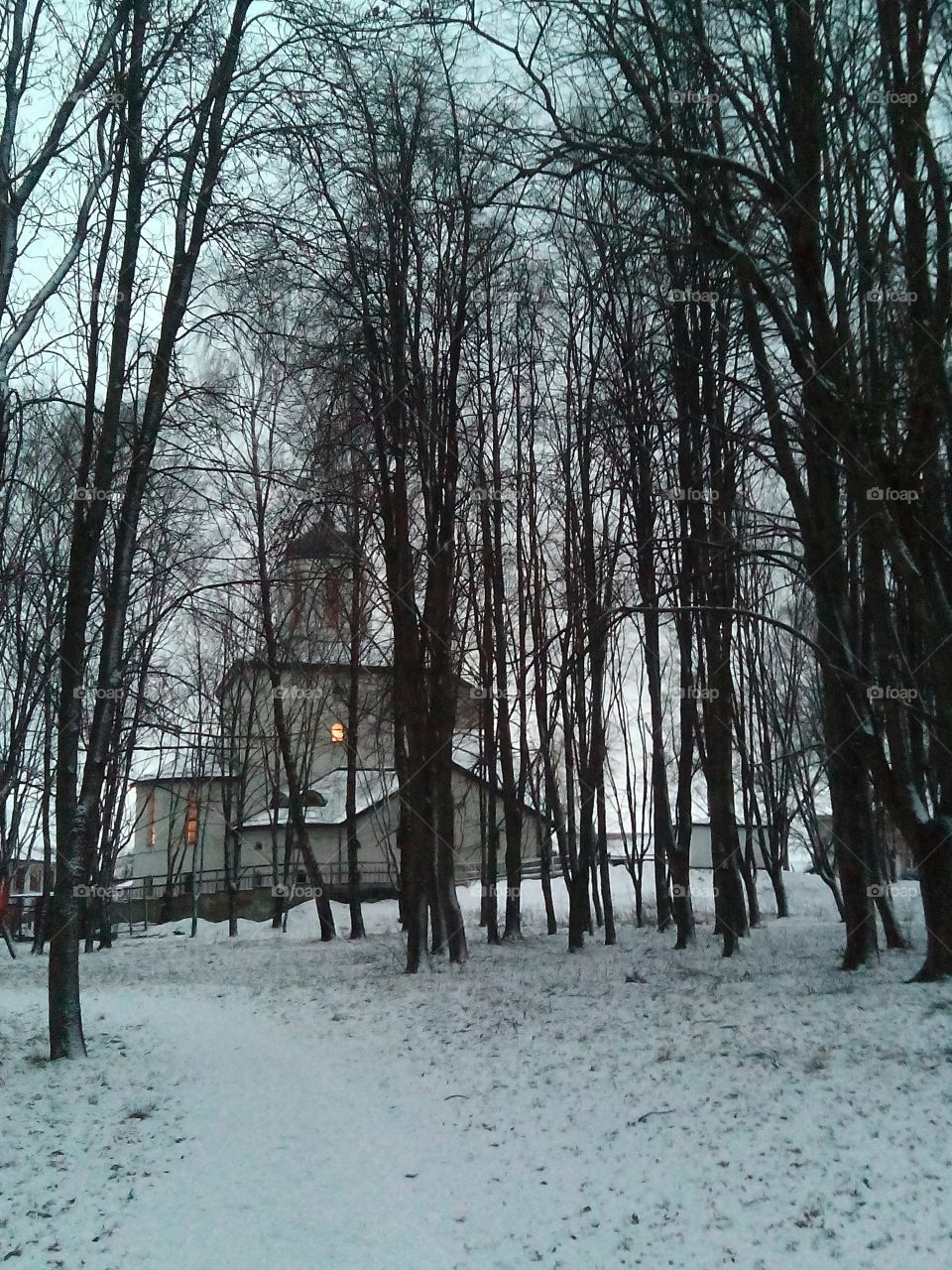 Winter, Snow, Wood, Tree, Weather