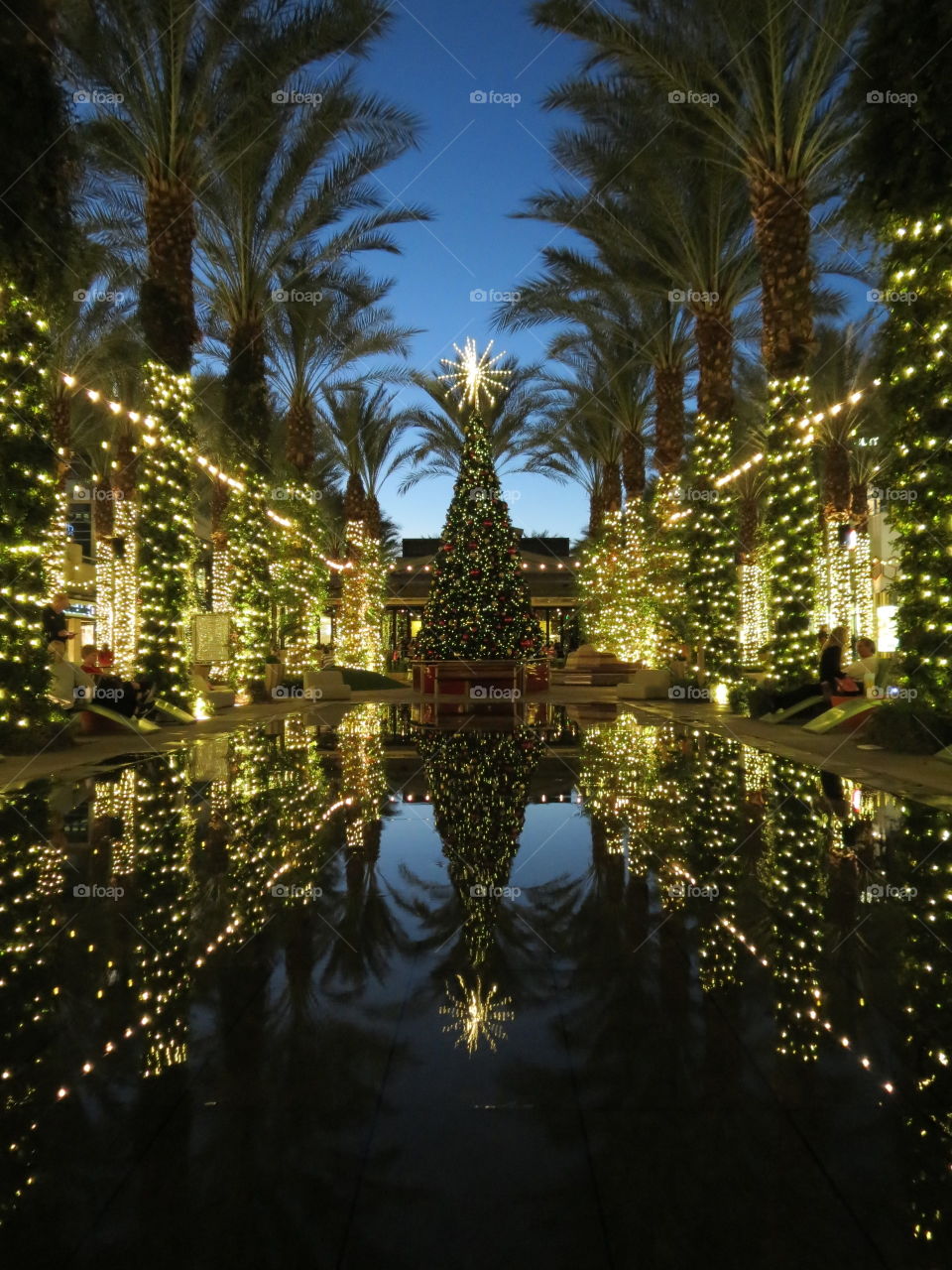 Beautiful Christmas lights and tree.