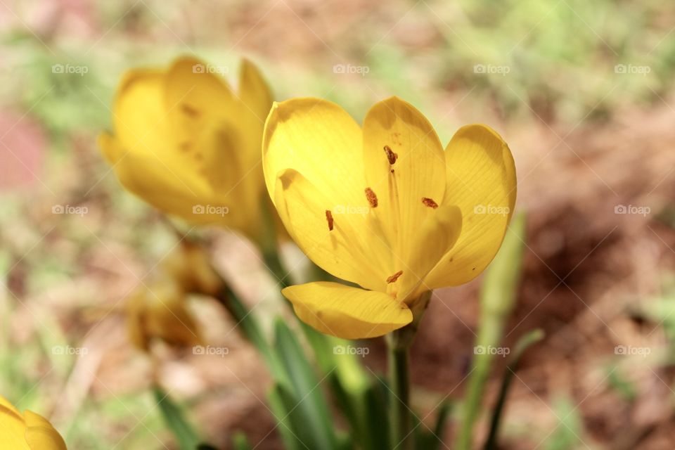 Yellow Flower